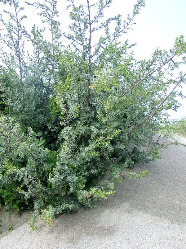 Le dune di Castel Porziano